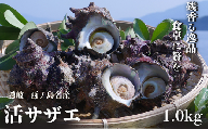 コリ旨！獲れたて鮮度抜群 島獲れ活サザエ1.0kg大満足セット - 磯の香りと海の恵みを食卓へ冷蔵便 サザエ 栄螺 貝 海鮮 BBQ さざえご飯 壺焼き 刺身 バーベキュー ギフト お中元 御中元　島サザエ　新鮮