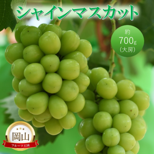 高梁市産 シャインマスカット 大房 (約700g) ぶどう ブドウ 葡萄 果物 フルーツ 2189161 - 岡山県高梁市