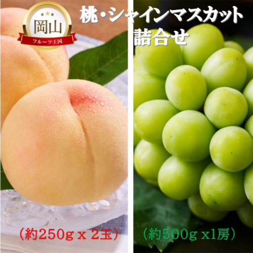 2026年 早期受付 岡山県産 桃 (約250g×2玉)・シャインマスカット(約500g×1房) 詰合せ 桃 シャインマスカット 果物 フルーツ 2189164 - 岡山県高梁市