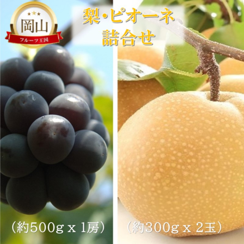 2026年 早期受付 岡山県産 岡山の梨(約300g×2玉)・ピオーネ(約500g×1房) 詰合せ 梨 ピオーネ ぶどう ブドウ 葡萄 果物 フルーツ 2189165 - 岡山県高梁市