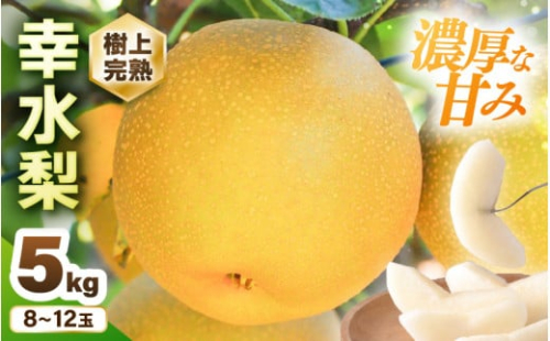 【先行予約】 幸水梨 1箱 5kg入り (8～12玉) 樹上完熟！濃厚な甘さに手が止まらない！甘～いゆみたかの幸水梨 【2026年8月中旬以降順次発送予定】 【梨 和梨 赤梨 なし フルーツ 甘い みずみずしい 果実 果物 新鮮 旬の果物 産地直送】 [B-16206]