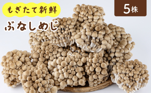 もぎたて新鮮！ぶなしめじ5株セット AT21 2190483 - 福岡県大木町