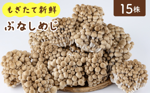 もぎたて新鮮！ぶなしめじ15株セット AT23 2190485 - 福岡県大木町