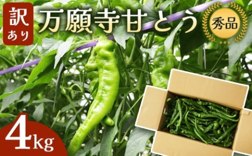 【訳あり】 万願寺甘とう 秀品 4kg | 長さ不揃い 辛くない京野菜 肉厚 ジューシー 京都産 旬 季節の野菜 詰め合わせ 京のブランド産品 京野菜 万願寺 まんがんじ 野菜 夏野菜 お土産 手土産 JA 京都 綾部 2192705 - 京都府舞鶴市