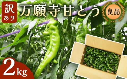 【訳あり】 万願寺甘とう 良品 2kg | 形・長さ不揃い 辛くない京野菜 夏限定 味覚 肉厚 ジューシー 京都産 旬 季節の野菜 詰め合わせ 京のブランド産品 京野菜 万願寺 まんがんじ 野菜 夏野菜 お土産 手土産 JA 京都 綾部 2192706 - 京都府舞鶴市