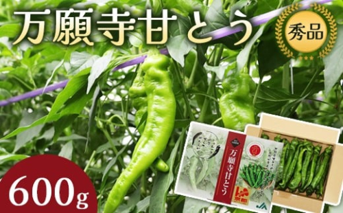 万願寺甘とう 秀品 600g 【 肉厚 ジューシー 辛くない 唯一の京野菜 国産 旬 季節の野菜 詰め合わせ 京のブランド産品 京野菜 万願寺 野菜 夏野菜 化粧箱 地場野菜 お土産 手土産 JA 京都 綾部 】 2192707 - 京都府舞鶴市