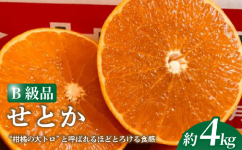 せとか 4kg 【B級品】【2027年2月上旬頃から順次発送】  | 柑橘 みかん せとか 果物 フルーツ せとか 愛媛3大柑橘 ( 紅まどんな せとか 甘平 ) のひとつ セトカ 愛媛県 松山市 田村農園 