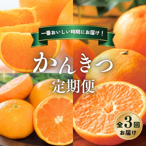 【全3回】 柑橘 定期便 石本果樹園 旬の柑橘をお届け！ /  フルーツ 果物 くだもの 柑橘 フルーツ定期便 くだもの定期便 定期便 みかん ミカン 温州みかん せとか カラマンダリン  産地直送 旬 人気 おすすめ 三重県 紀宝町 2193670 - 三重県紀宝町