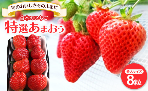 いちご いちご職人直送 白木のいちご 特選 あまおう (特大サイズ) 8粒 イチゴ 苺 果物 デザート ※配送不可：沖縄・離島 2193674 - 福岡県大刀洗町