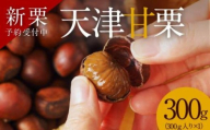 【新栗】先行予約 ！！この道50年の職人が焼く、やさしい甘みたっぷりの「天津甘栗」300g！ 焼きたて 栗 くり 栗爪 殻付き お菓子 おつまみ 人気 高リピート 小分け 栗ご飯 栗きんとん 甘露煮 予約 受付 H045-069