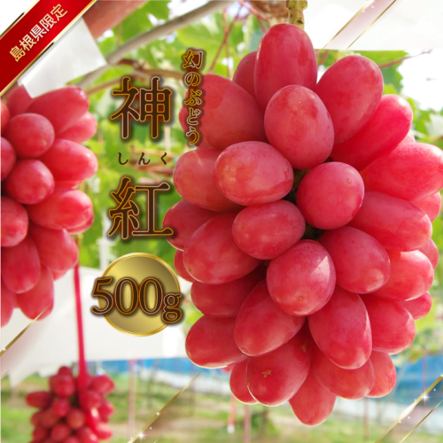 島根県限定！幻のぶどう　”神紅（しんく）” 1房　500ｇ  2194165 - 島根県邑南町