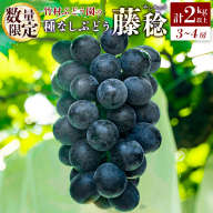 ＜数量限定＞先行予約 竹村ぶどう園 種なし ぶどう「藤稔」計2kg以上（3～4房）国産 葡萄 大粒 産地直送 ふじみのり【C420-25】