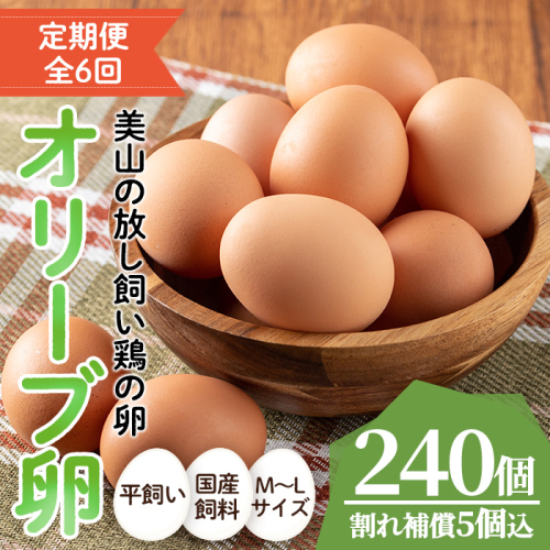 No.779 ＜全6回・定期便＞鹿児島県産美山オリーブ卵(40個×6回連続) 【美山たまご王国】 2195017 - 鹿児島県日置市