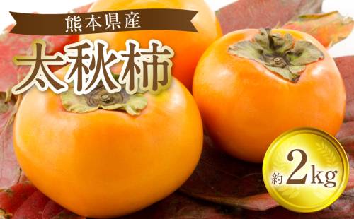 【先行予約】太秋柿 約2kg 果物 くだもの フルーツ 旬 【2025年10月上旬より順次発送】 2195494 - 熊本県八代市