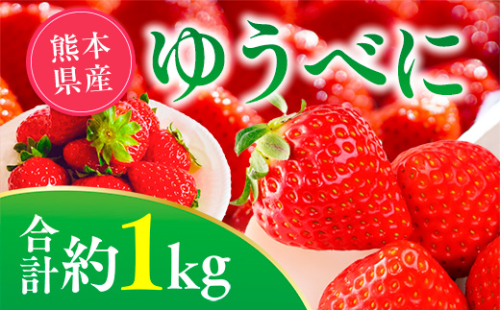 【先行予約】ゆうべにいちご　約1kg 果物 くだもの 旬 ジャム 季節の果物 【2026年2月上旬より順次発送】 2195495 - 熊本県八代市
