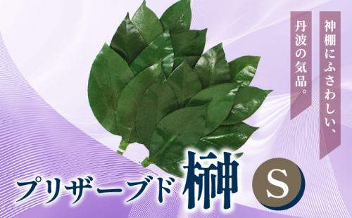 プリザーブド 榊 Sサイズ（1対 2束）【天然 国産 サカキ 神棚 神具 祭壇 玉串 神事 仏壇 仏花 お供え お墓 お盆 お彼岸 新盆 祭 水かえ不要 枯れない プリザーブドフラワー】 2195968 - 兵庫県芦屋市