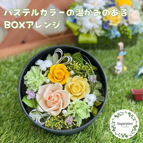 プリザーブドフラワー　レンツ　春日部市　シュガーパイン（AJ241） 2196839 - 埼玉県春日部市