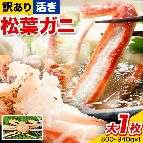 【活き】訳あり 松葉ガニ 大 1枚(1枚/800～940g前後) 高間商店《11月中旬-3月下旬頃出荷》鳥取県 八頭町 送料無料 カニ 蟹 かに 訳あり 鍋 珍味 冬 グルメ ズワイガニ 2198468 - 鳥取県八頭町