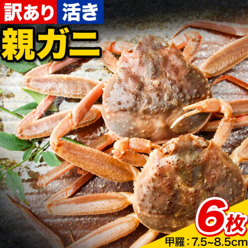 【活き】訳あり 足折れ 日本海産 親ガニ セコガニ 6枚(甲羅のサイズ7.5～8.5cm) 高間商店《11月中旬-1月中旬頃出荷予定》鳥取県 八頭町　鳥取 送料無料 カニ 蟹 かに 訳あり 足折れ 鍋 珍味 ズワイガニ　魚介類　海の幸　魚介　食品 2198475 - 鳥取県八頭町