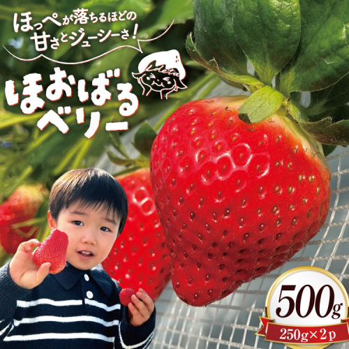 AJ437 【2026年12月発送開始】 いちご ほおばるベリー 約 500g ( 250g 2パック ) [長崎県 島原市] 苺 イチゴ 500g 甘い あまい おいしい ブランド フルーツ 果物 出田農円 2200072 - 長崎県島原市
