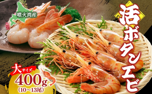 北海道 噴火湾産 活ボタンエビ 大サイズ 400g 10～13尾 2025年9月上旬より順次出荷 ボタンエビ エビ えび 海老 北海道産 旬 ぼたんえび 新鮮 刺身 牡丹海老 海鮮 魚介 甲殻類 味噌汁 鍋 海鮮丼 冷蔵 洞爺湖町 2200564 - 北海道洞爺湖町