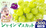 シャイン[数量限定]訳あり シャインマスカット 約500g [2025年8月上旬-8月下旬頃出荷]訳あり シャインマスカット マスカット ぶどう フルーツ 果物 大阪府 羽曳野市 シャイン 食べやすい