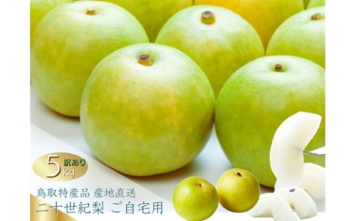 数量限定 鳥取県産 梨 訳あり ご自宅用 二十世紀梨 5kg