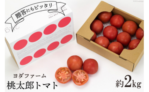 【2026年発送】 春作 トマト 桃太郎 約2kg [ヨダファーム 山梨県 中央市 21470974] とまと 野菜 やさい 2キロ 季節限定 期間限定 産地直送 山梨県産 【2026年4月上旬-6月下旬発送予定】 2200973 - 山梨県中央市