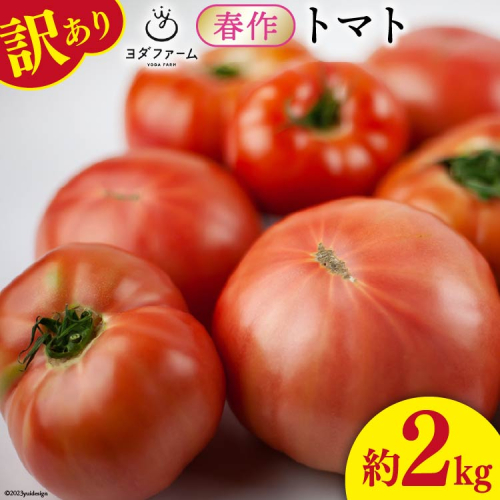 【2026年発送】 春作 訳あり 桃太郎トマト 約2kg [ヨダファーム 山梨県 中央市 21470976] 規格外 家庭用 不揃い トマト とまと 野菜 やさい 2キロ 季節限定 期間限定 産地直送 山梨県産 訳アリ tomato 【2026年4月上旬-6月下旬発送予定】 2200974 - 山梨県中央市