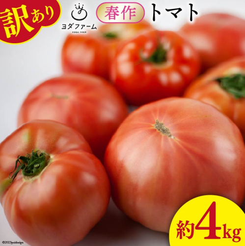 【2026年発送】 春作 訳あり 桃太郎トマト 約4kg [ヨダファーム 山梨県 中央市 21470975] 規格外 家庭用 不揃い トマト とまと 野菜 やさい 4キロ 季節限定 期間限定 産地直送 山梨県産 訳アリ tomato 【2026年4月上旬-6月下旬発送予定】 2200975 - 山梨県中央市