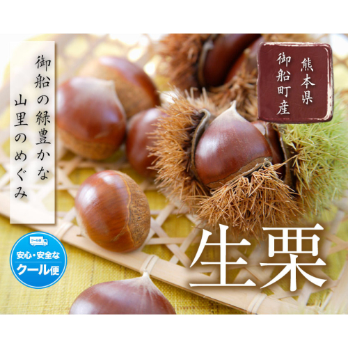 生栗 熊本県御船町産限定 約1kg(2L-Lサイズ)《9月上旬-9月下旬頃出荷》送料無料 期間限定 野菜 予約 スイーツ きんとん 甘露煮 渋皮煮 栗ご飯 熊本県御船町 2201359 - 熊本県御船町