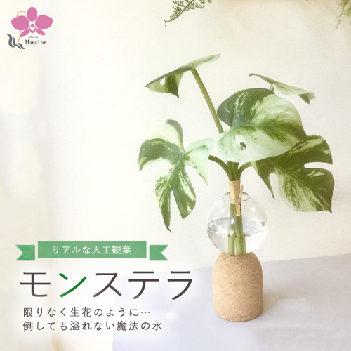 倒してもこぼれないお水 癒しのグリーン「モンステラ」光触媒 2201661 - 神奈川県相模原市