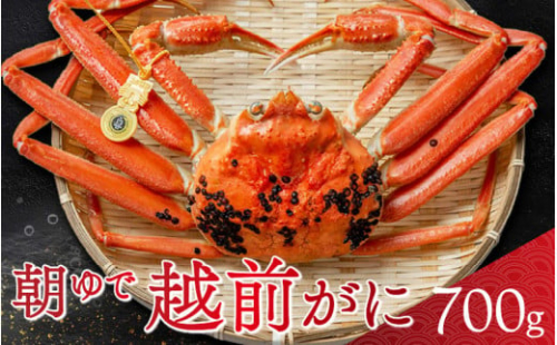 【先行予約／2025年12月25～29日順次発送】 【年末配送】朝ゆで越前がに1杯　【700g】  【配送不可地域：北海道・沖縄・離島】  [BFAA001-12]  2201946 - 福井県小浜市
