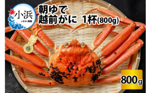 【先行予約／2025年12月25～29日順次発送】 【年末配送】朝ゆで越前がに1杯　【800g】  【配送不可地域：北海道・沖縄・離島】  [BFAA002-12]  2201948 - 福井県小浜市