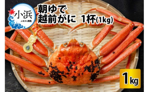【先行予約／11月7日より順次発送】朝ゆで越前がに1杯　【1kg】  【配送不可地域：北海道・沖縄・離島】  [BFAA003]  2201949 - 福井県小浜市