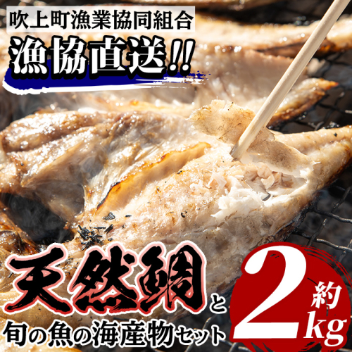 No.317 海産物セット 天然鯛！タイと旬の魚の干物・旬の魚の竜田揚げの素セット(干物5尾以上・竜田揚げの素1袋・計約2.0kg)【吹上町漁協】 2202260 - 鹿児島県日置市
