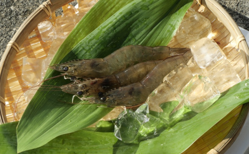 岐阜県池田町産 金華海老 250g×4パック 計1kg 海老 エビ えび 【配送不可：離島】 2202337 - 岐阜県池田町