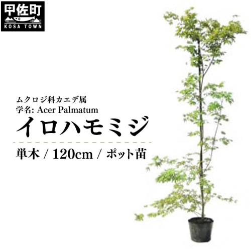 イロハモミジ（伊呂波紅葉）苗木 単木 樹高1.2m前後 ポット苗 シンボルツリー 落葉樹 植木 庭木 2203526 - 熊本県甲佐町