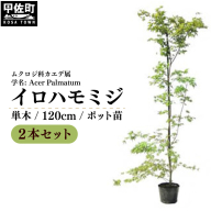 イロハモミジ（伊呂波紅葉）苗木 単木 樹高1.2m前後 2本セット ポット苗 シンボルツリー 落葉樹 植木 庭木