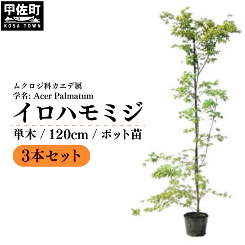 イロハモミジ(伊呂波紅葉)苗木 単木 樹高1.2m前後 3本セット ポット苗 シンボルツリー 落葉樹 植木 庭木 2203528 - 熊本県甲佐町