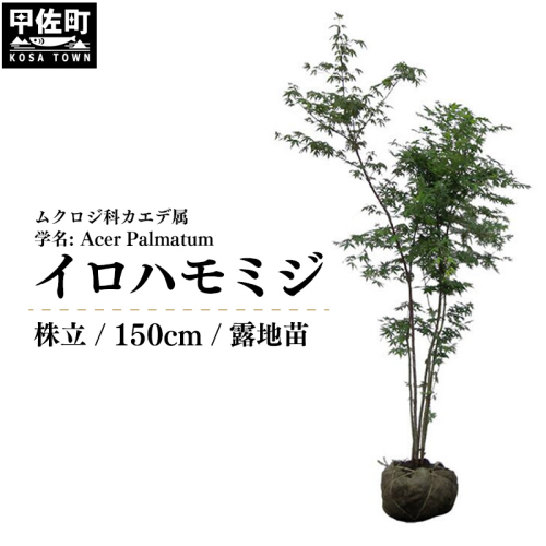 イロハモミジ(伊呂波紅葉)苗木 株立 樹高1.5m前後 露地苗 シンボルツリー 落葉樹 植木 庭木 2203529 - 熊本県甲佐町