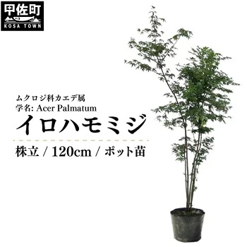 イロハモミジ(伊呂波紅葉)苗木 株立 樹高1.2m前後 ポット苗 シンボルツリー 落葉樹 植木 庭木 2203530 - 熊本県甲佐町