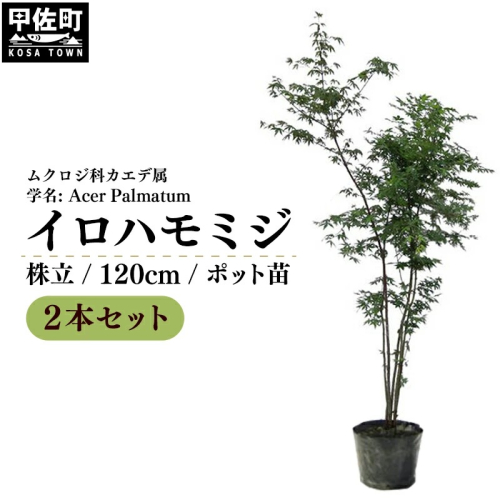 イロハモミジ(伊呂波紅葉)苗木 株立 樹高1.2m前後 2本セット ポット苗 シンボルツリー 落葉樹 植木 庭木 2203531 - 熊本県甲佐町