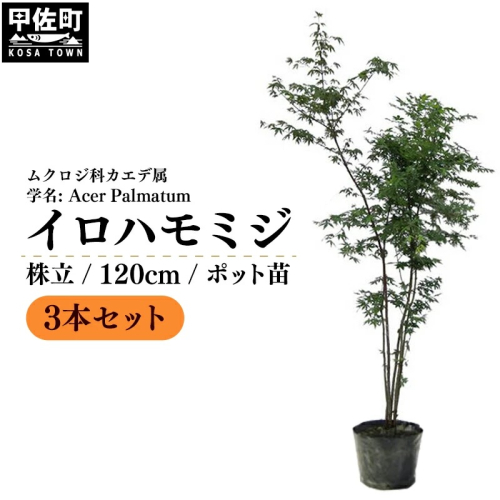 イロハモミジ(伊呂波紅葉)苗木 株立 樹高1.2m前後 3本セット ポット苗 シンボルツリー 落葉樹 植木 庭木 2203532 - 熊本県甲佐町
