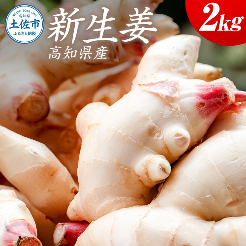 ハウス新生姜 2kg 2キロ しょうが ショウガ 新鮮野菜 野菜 お取り寄せ 美味しい 料理 生姜焼き 漬物 サラダ 新鮮 国産 日本産 ジンジャー 冷蔵 配送 2203536 - 高知県土佐市