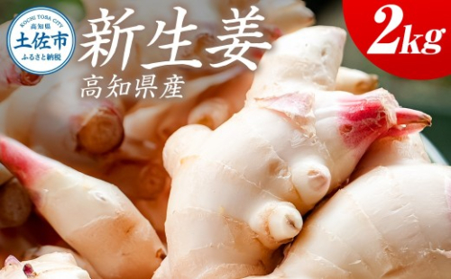 ハウス新生姜 2kg 2キロ しょうが ショウガ 新鮮野菜 野菜 お取り寄せ 美味しい 料理 生姜焼き 漬物 サラダ 新鮮 国産 日本産 ジンジャー 冷蔵 配送【JA高知県とさし】 [BQCF006] 2203536 - 高知県土佐市