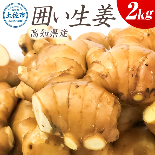 囲生姜 2kg 2キロ しょうが ショウガ 新鮮野菜 野菜 お取り寄せ 美味しい 料理 生姜焼き 薬味 調味料 新鮮 国産 日本産 ジンジャー 常温 配送 2203537 - 高知県土佐市