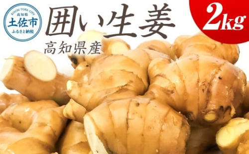囲生姜 2kg /2キロ しょうが ショウガ 新鮮野菜 野菜 お取り寄せ 美味しい 料理 生姜焼き 薬味 調味料 新鮮 国産 日本産 ジンジャー 常温 配送【JA高知県とさし】 [BQCF007] 2203537 - 高知県土佐市