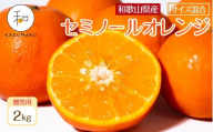 贈答用 森本農園の手選別 厳選セミノールオレンジ 約2kg 和歌山県産 サイズ混合 ［北海道・沖縄・離島配送不可］［2026年4月中旬から順次発送］［RN110］