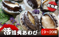 極上！紀州蝦夷鮑×19～20個　五つ星旅館にも出荷される極上アワビ＜日付指定OK＞【yas005】